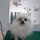 까가주개 이미지