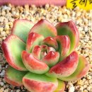 솔레미오 이미지