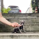 착한애견분양강아지 수원광교본점 이미지