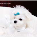 다온농장 이미지