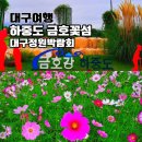 노곡동 쌈지공원(노곡교 옆) | 대구 하중도 금호꽃섬 주차장 후기 대구정원박람회 10월 꽃구경 가볼만한곳 2025