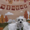 쵸코네묭실 이미지