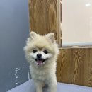 도도 그루밍 이미지