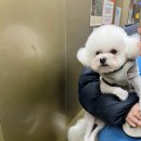 댕그르르 | 평택 애견카페 댕그르르 경기도 아기랑 실내 갈만한곳 추천