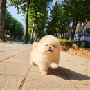 나눔펫 책임분양소 강아지분양 일산점 이미지