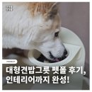 대형견밥그릇 펫폴로 바꾼 후기, 인테리어까지 완성!