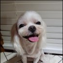퍼피엘르