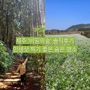 내지숲 공중화장실 | 제주 비밀의숲 후기｜사진 맛집 인정! 입장료 5천원의 가치 있을까?