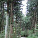 축령산편백나라 이미지