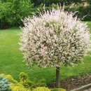 사철나무집 이미지