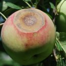 태풍반점 이미지