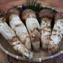 고초령 산양삼 이미지