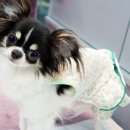 미스터독 이미지