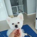 두부네 펫살롱 네이버블로그