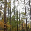 임학주유소 이미지