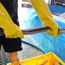 바다장어 이미지