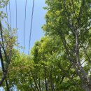 한국프렌지앞 이미지