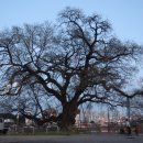 수완동 왕버들 이미지