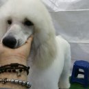 안창원 | 스탠다드푸들"래미"/스탠다드푸들도그쇼,도그쇼,쇼독,개린이집, 애견스파,펫가닉,천연아로마테라피...