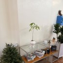 (주)허니비즈 | 제주 두쫀쿠 파는 카페 시그니청에서 먹고 깜짝 놀란 후기 내돈내산