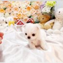 부천강아지분양 고양이분양 24시 데려가개 부천점 이미지