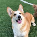 윤선생 애견훈련소 이미지