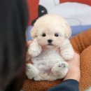 울산 강아지분양 미유펫 네이버블로그