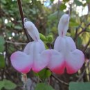 블루세이지 이미지