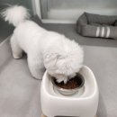 에덴 펫 택시 | [강서구 화곡동] 내돈내산 강아지 유치원 5시간 저녁 호텔링 후기🐶_에덴 애견 유치원 호텔