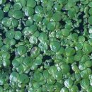 개구리밥(Duckweed)의 유래와 생태적 특성 이미지