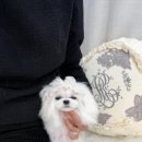 디바인퍼피 이미지