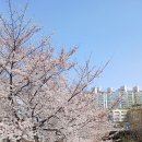 2024년 3월30일 울산 궁거랑 벚꽃죽제 트래킹, 이미지