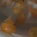 포뇨실사판(물고기 무서워하는 게녀들 조심) 이미지
