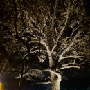 틀모산 도시숲 이미지