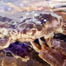 크래버대게나라천안점 이미지