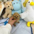 데일리독 이미지