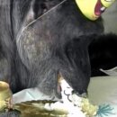 치타(CHEETAH) 이미지