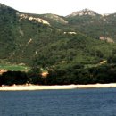 완도 미라리 상록수림 이미지