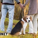 펫트러스트 이미지