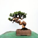 향나무로 이미지