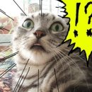 왕창할인마트 이미지