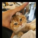 아담스펫 네이버블로그