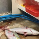자인수산 | [수산시장] 부천횟집 방어맛집 부천맛집 부천역술집 부천방어 심곡동맛집 내돈내산 솔직후기