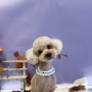 까까뿌숑 이미지