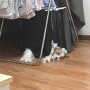 봉자빨래 이미지