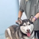 안아줄개 이미지