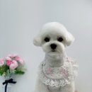 단비네 애견미용 이미지