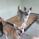 강아지 공화국 이미지