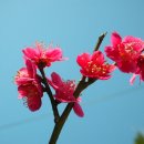 [홍매화(홍천초)매실나무[Prunus mume] 이미지