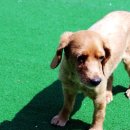 강아지천국 이미지